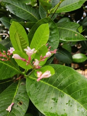 Sorva (Couma utilis)
