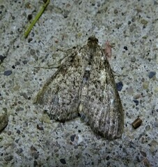Aglossa pinguinalis