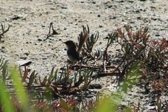 Malurus cyaneus