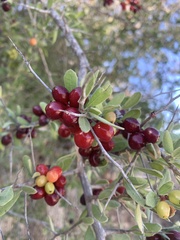 Castela peninsularis