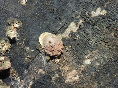 Reticularia lycoperdon