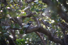 Todiramphus sordidus