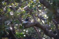 Todiramphus sordidus