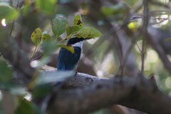 Todiramphus sordidus