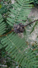 Pachylis argentinus