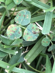 Pseudopeziza trifolii