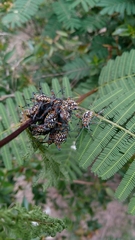 Pachylis argentinus