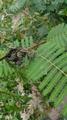 Pachylis argentinus