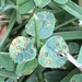 Common Leaf Spot, Brown Spot on Clover - Photo (c) Susan J. Hewitt, some rights reserved (CC BY-NC), uploaded by Susan J. Hewitt