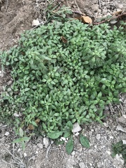 Parietaria pensylvanica
