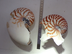 Nautilus