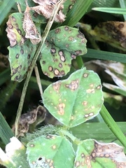 Pseudopeziza trifolii