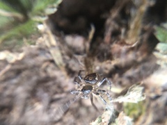 Euryopis funebris