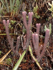 Phlegmariurus