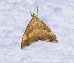 Scybalistodes periculosalis