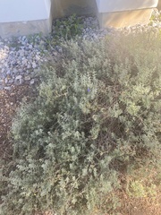 Salvia chamaedryoides