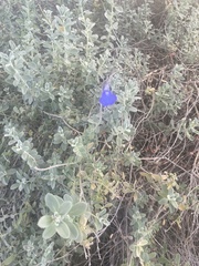 Salvia chamaedryoides