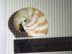 Nautilus