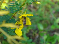 Melissodes comptoides