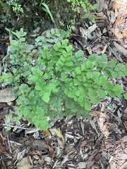 Adiantum tenerum