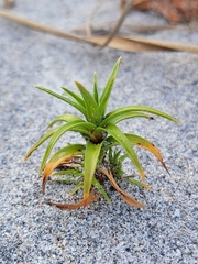 Cyperus pedunculatus