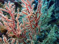 Astrogorgia dumbea