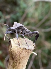 Acanthocephala femorata
