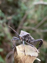 Acanthocephala femorata