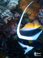 Heniochus acuminatus