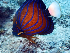 Pomacanthus annularis