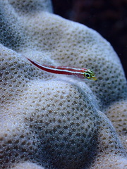 Helcogramma striata