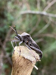 Acanthocephala femorata