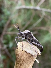 Acanthocephala femorata