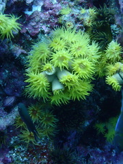 Tubastraea coccinea