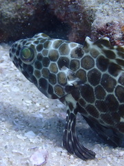 Epinephelus quoyanus
