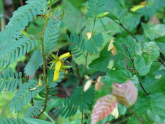 Melissodes comptoides