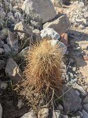 Echinomastus johnsonii