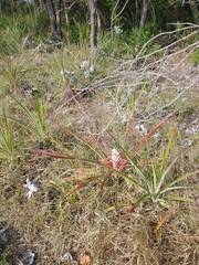 Bromelia balansae