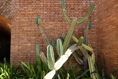 Cereus