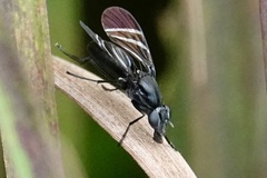 Tritoxa flexa