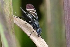 Tritoxa flexa
