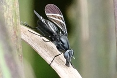 Tritoxa flexa