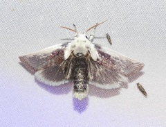 Cryptophasa albacosta