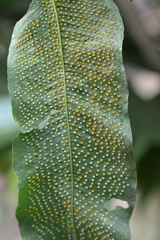 Niphidium crassifolium