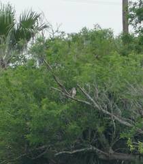 Buteo plagiatus