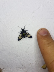 Cosmosoma xanthosticta