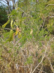 Senegalia bonariensis
