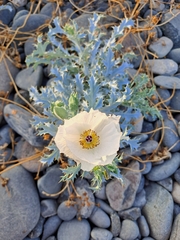 Argemone hunnemannii