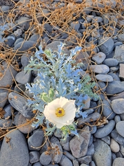 Argemone hunnemannii