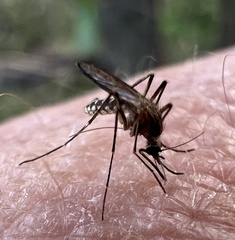 Coquillettidia linealis